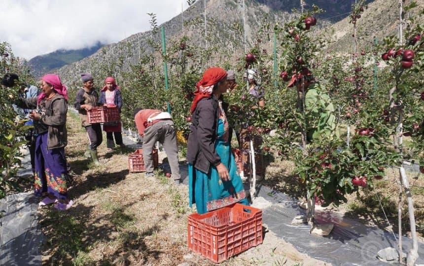 बगैँचामा स्याउ लटरम्म, किसानलाई बजारको चिन्ता
